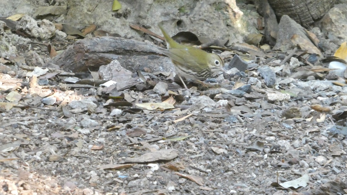 Ovenbird - ML561052661