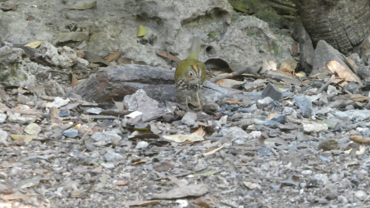 Ovenbird - ML561052711