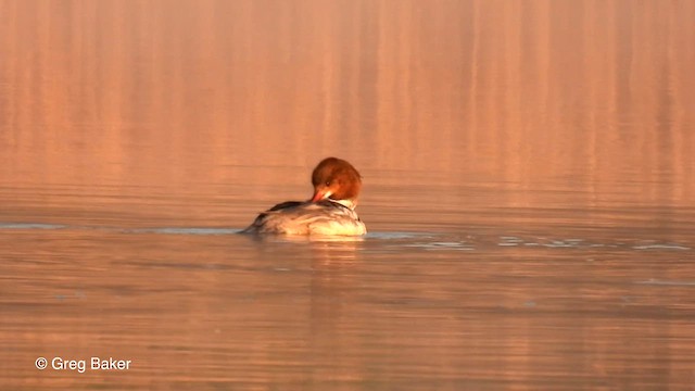 Common Merganser - ML561053291