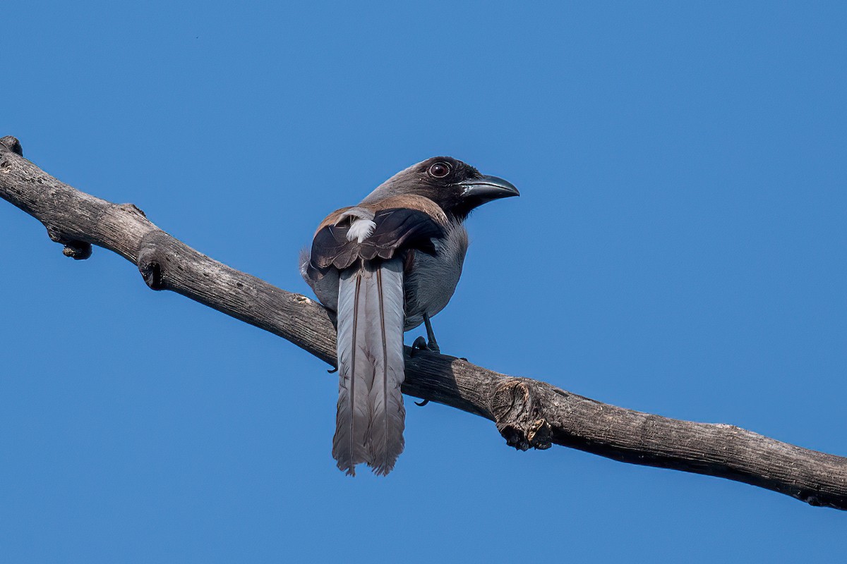 Gray Treepie - ML561053651