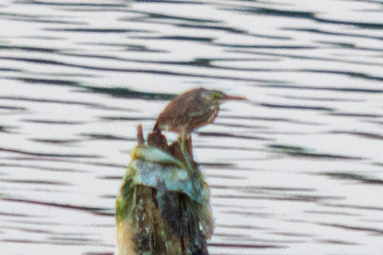 Striated Heron - ML561053861