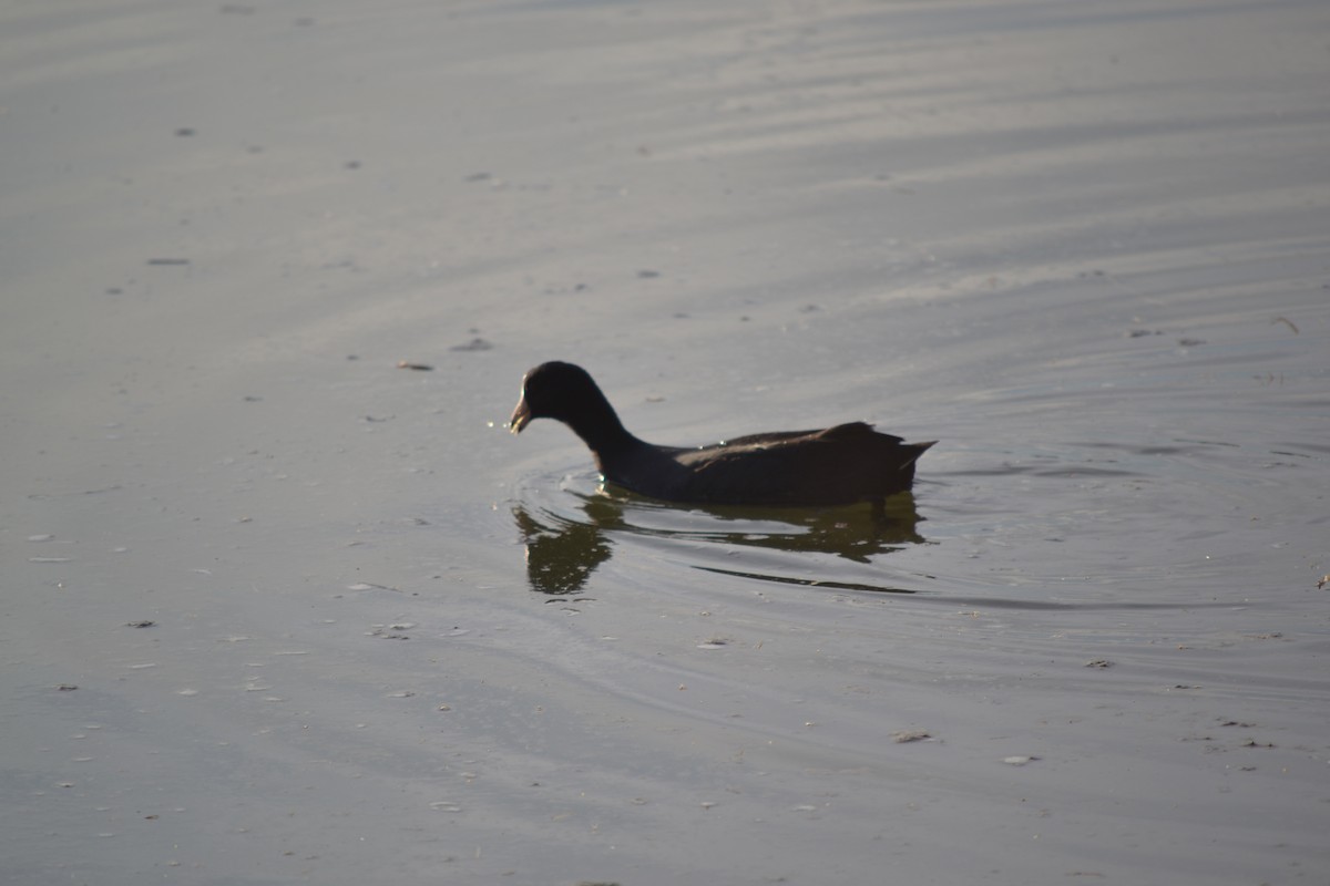 American Coot - ML56105481