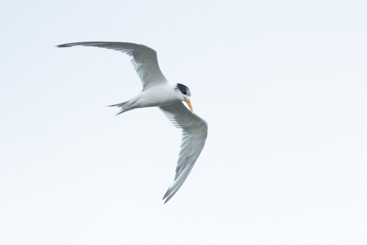 Great Crested Tern - ML561054881
