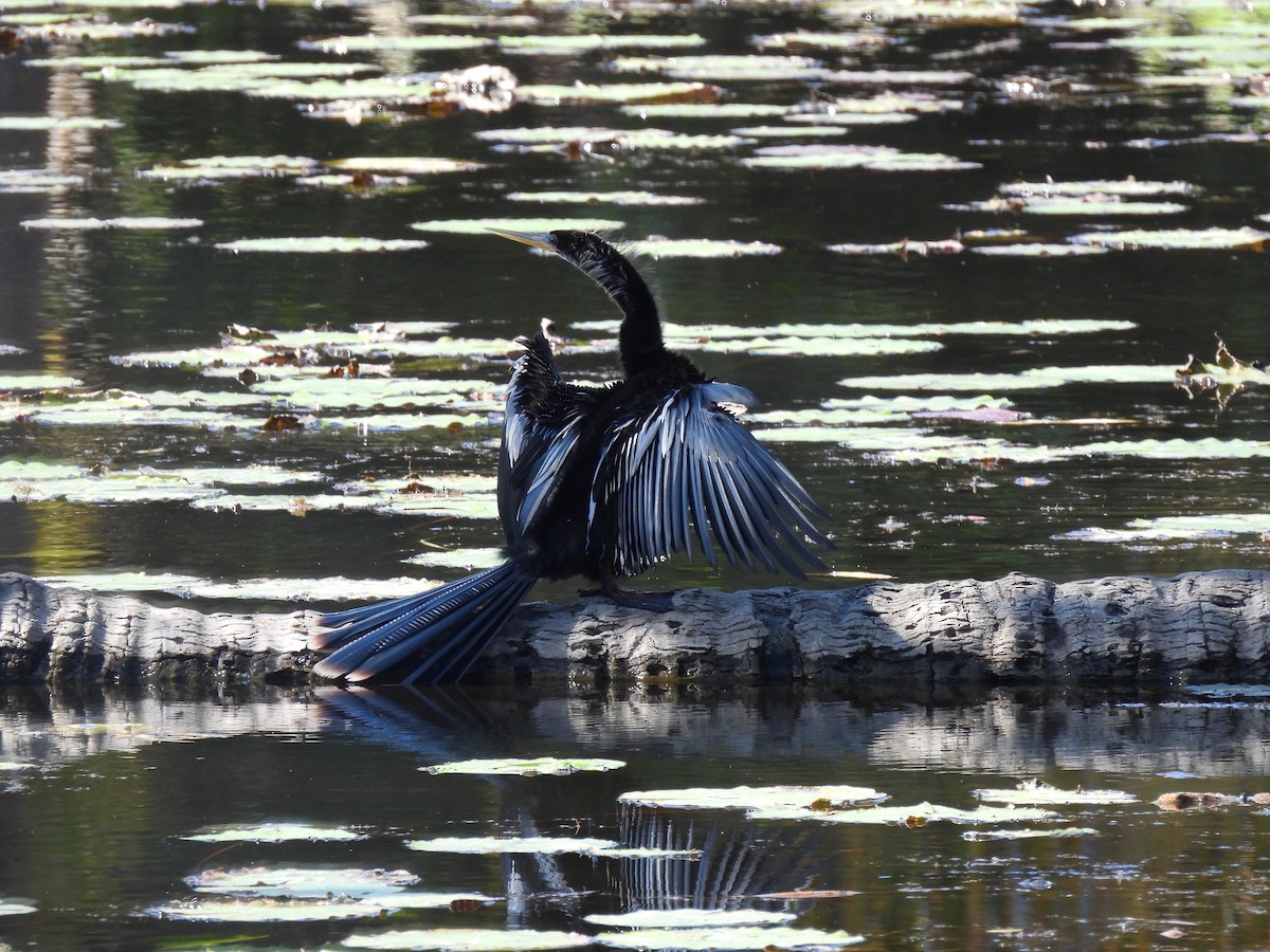 Anhinga Americana - ML561054981