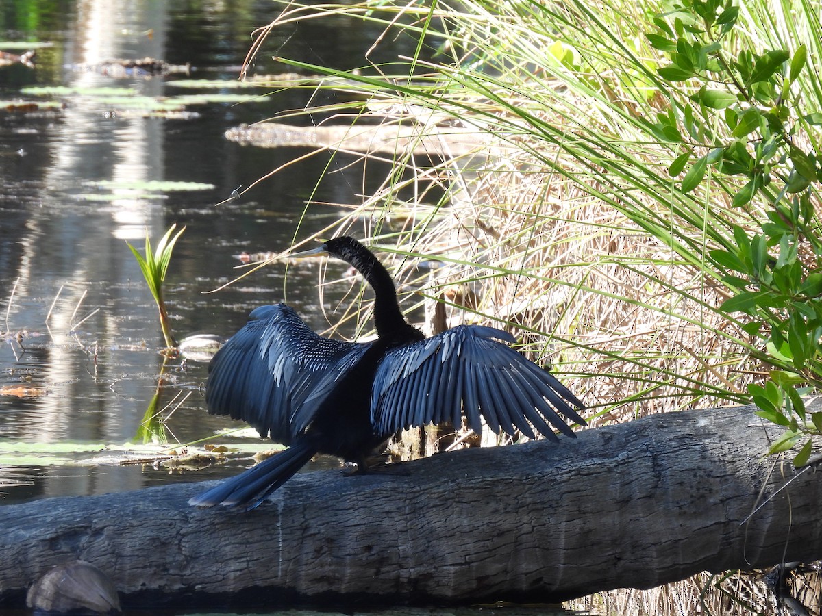 Anhinga d'Amérique - ML561054991