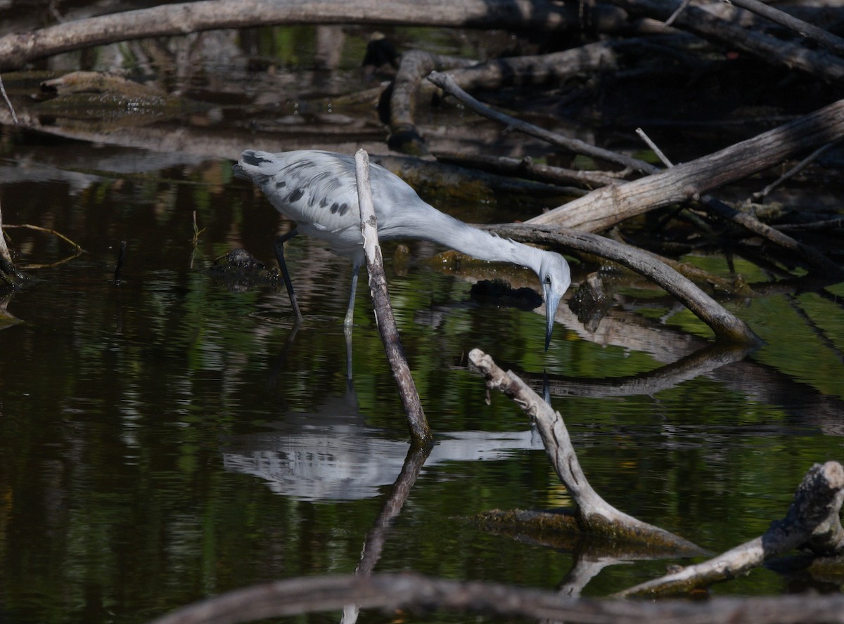 White Ibis - ML561055131