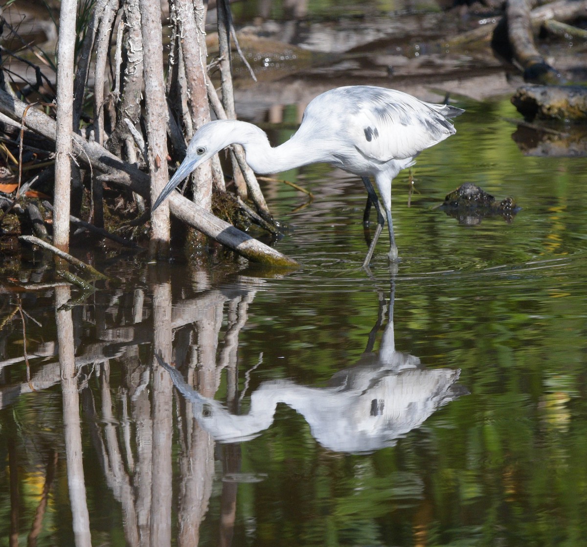 White Ibis - ML561055191