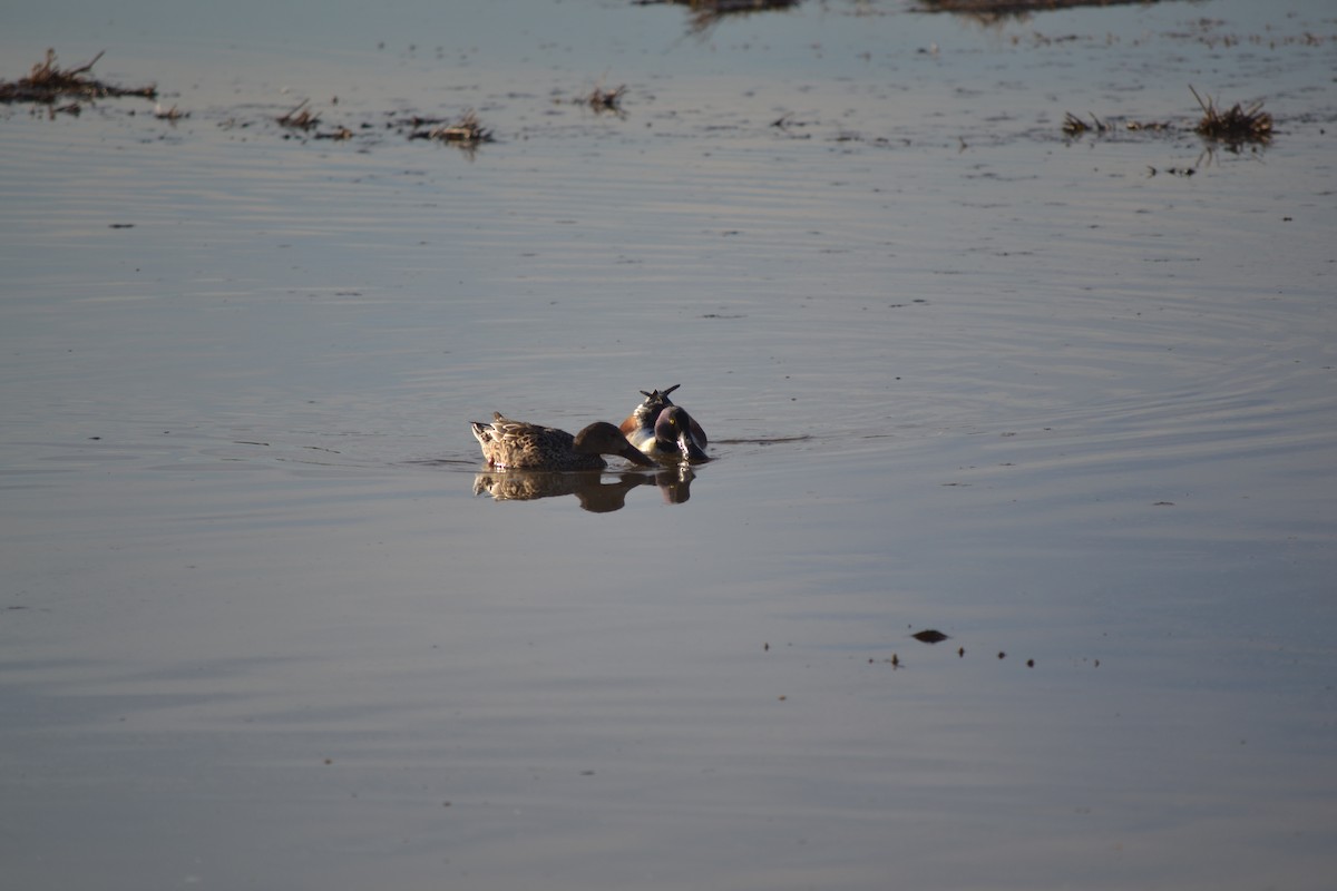 Northern Shoveler - ML56105531