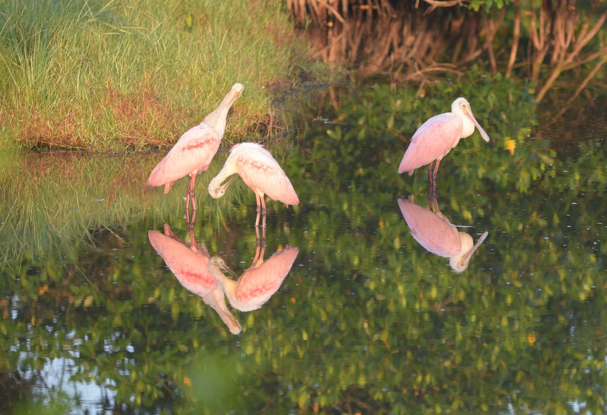 Roseate Spoonbill - ML561055341
