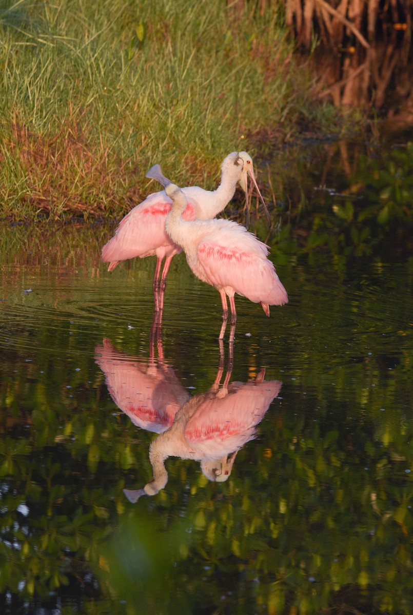 Roseate Spoonbill - ML561055391
