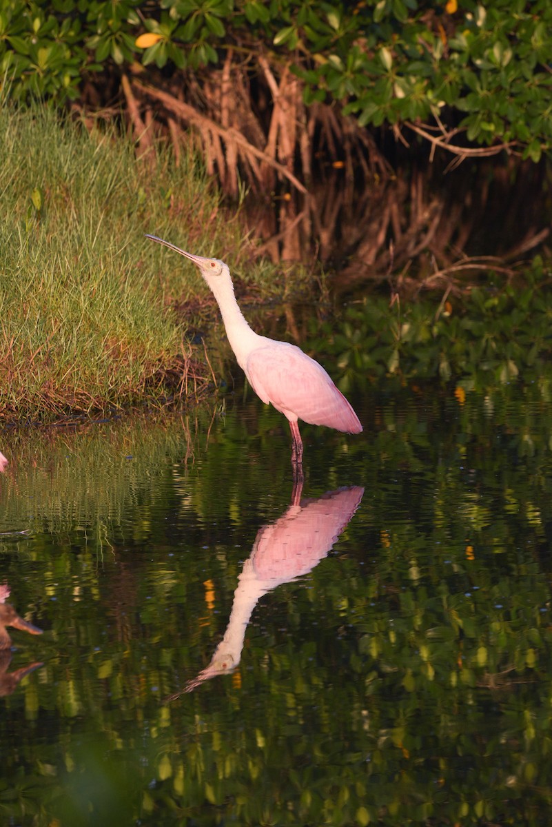 Roseate Spoonbill - ML561055501