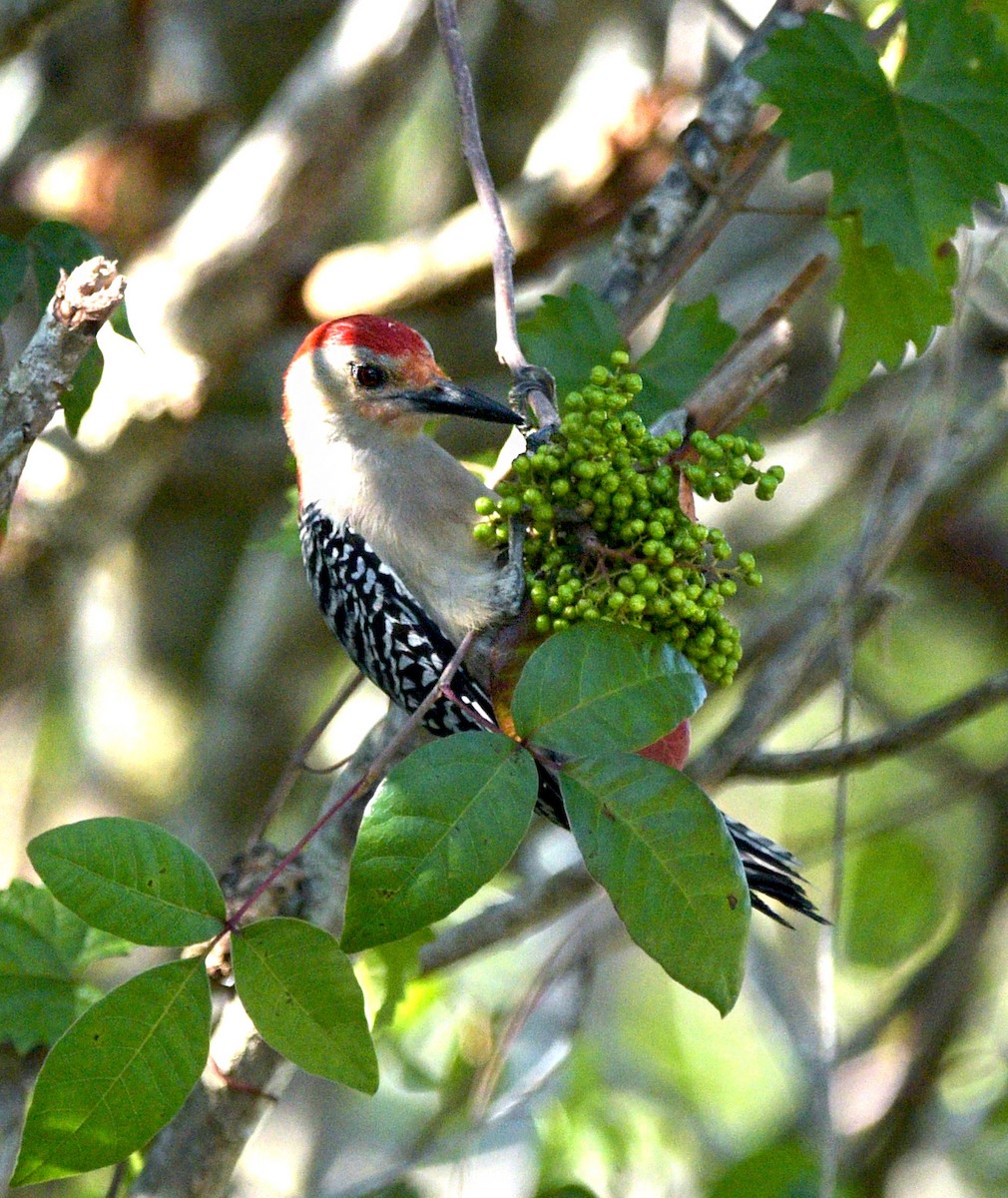Red-bellied Woodpecker - ML561055611