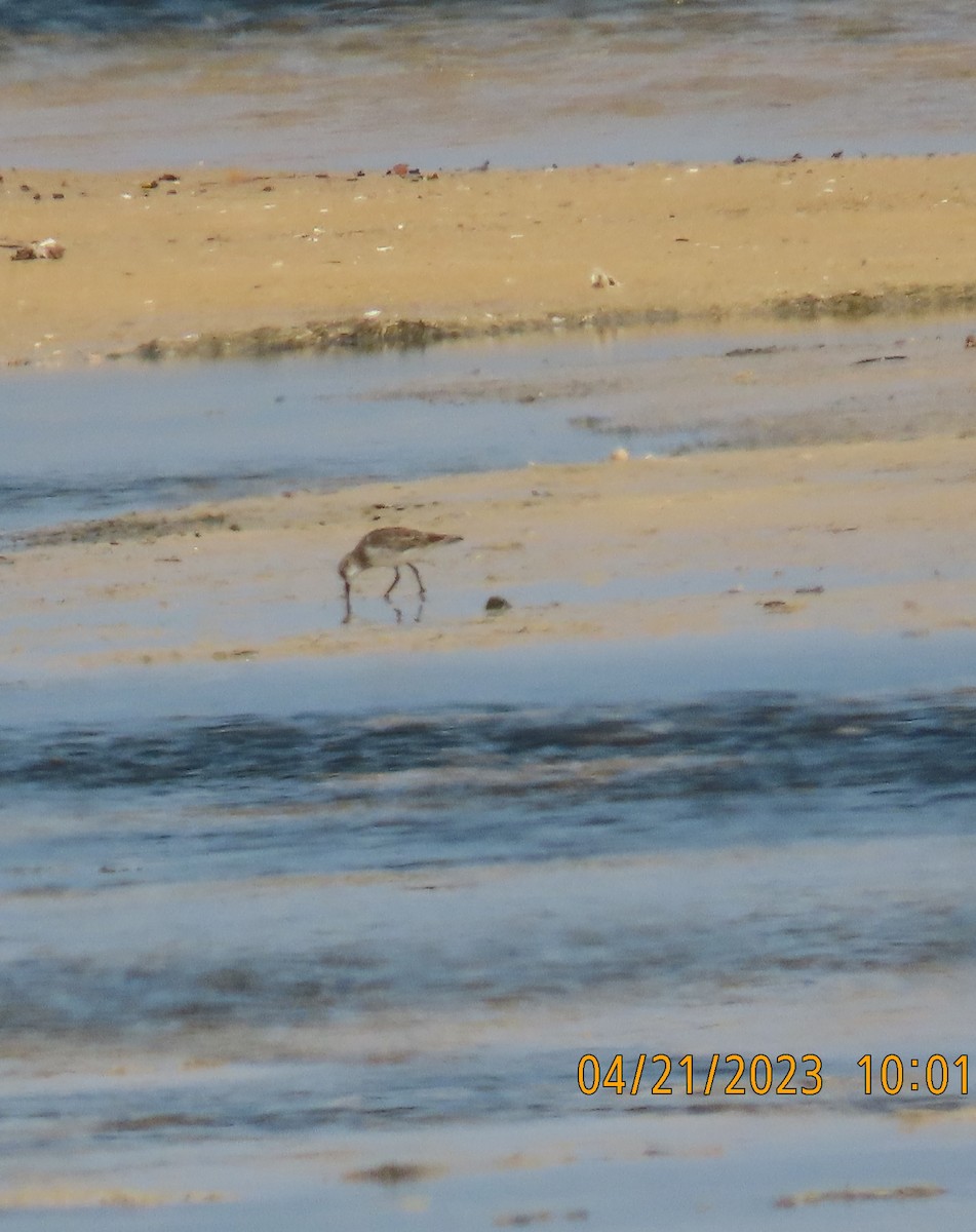 Little Stint - ML561056001