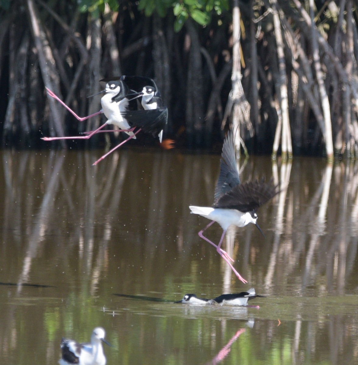 Black-necked Stilt - ML561056021