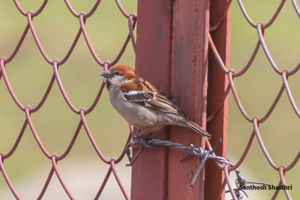 Russet Sparrow - Santhosh Shasthri