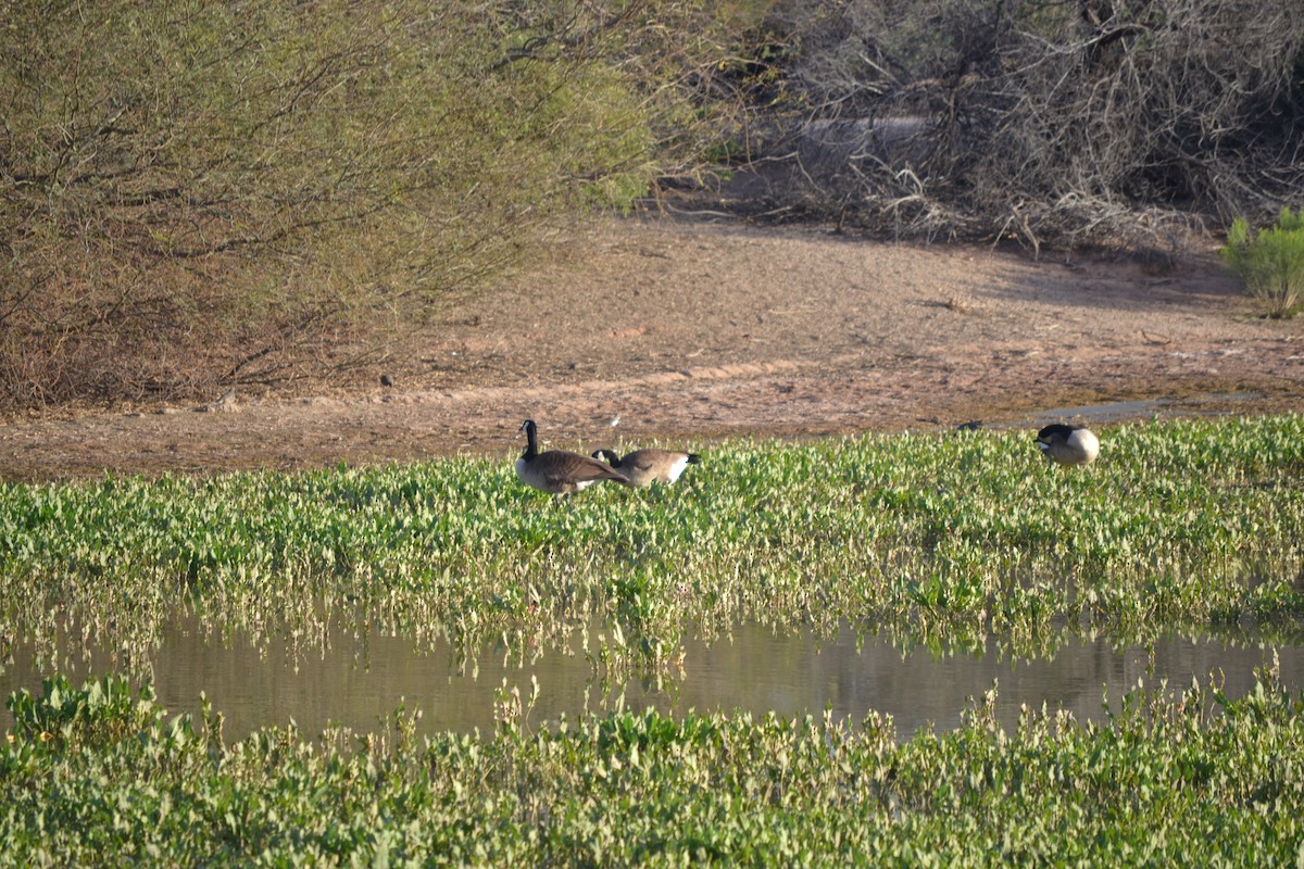 Canada Goose - ML56105671