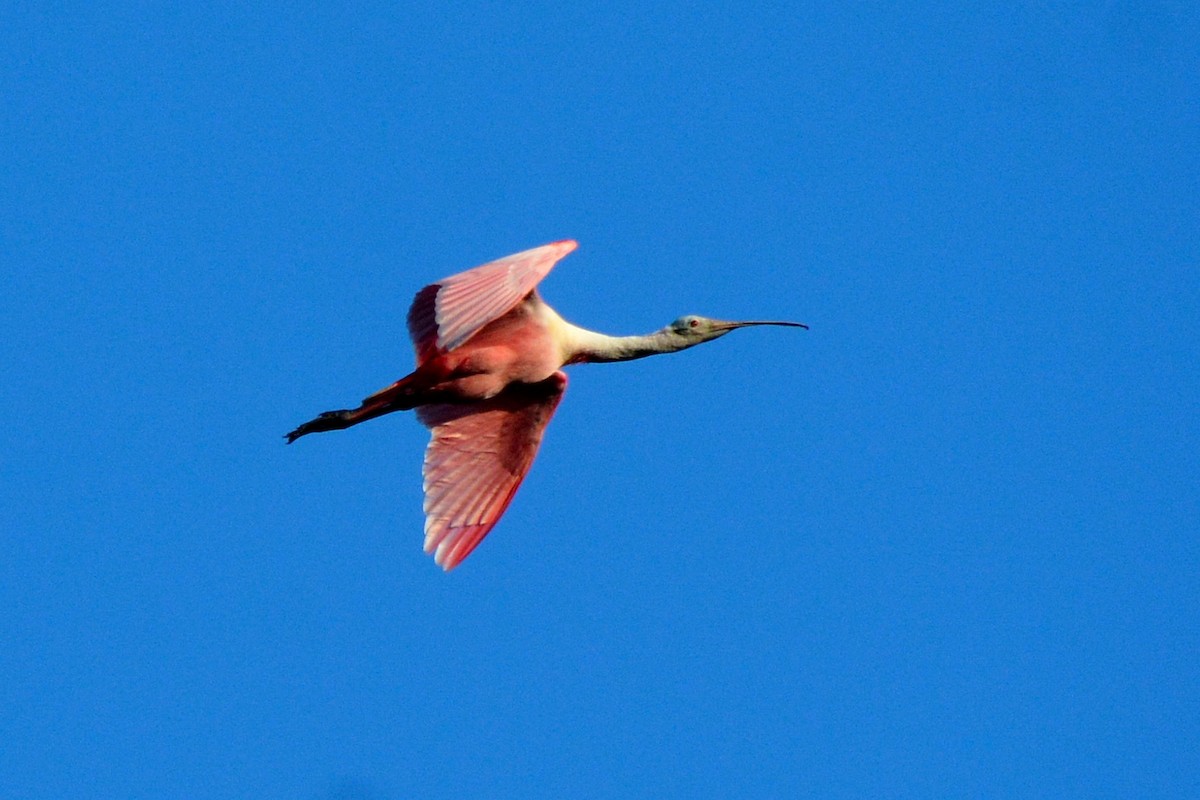 Roseate Spoonbill - ML561057101