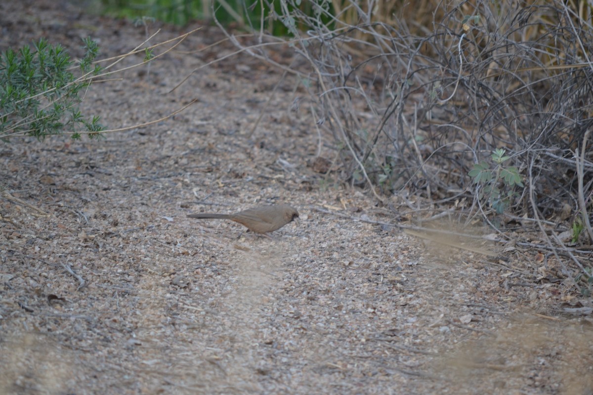 Abert's Towhee - ML56105851