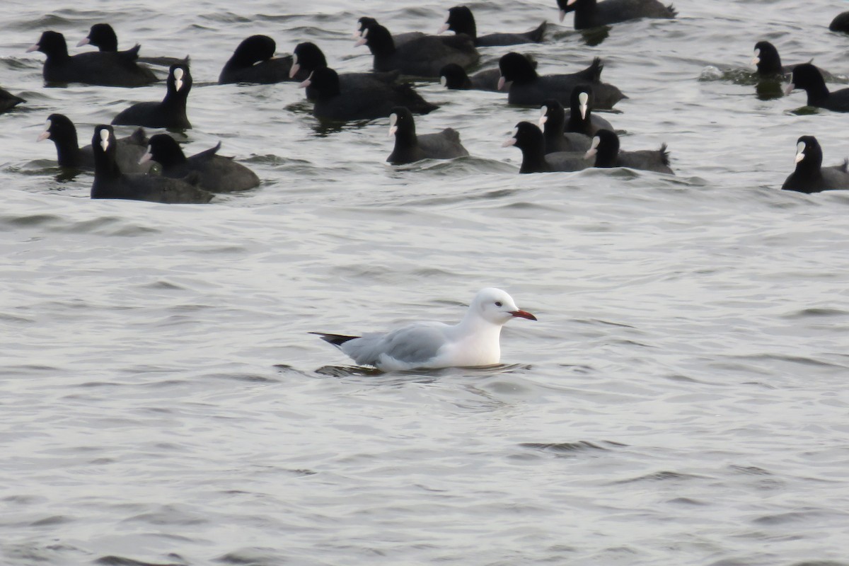 Slender-billed Gull - ML561058921