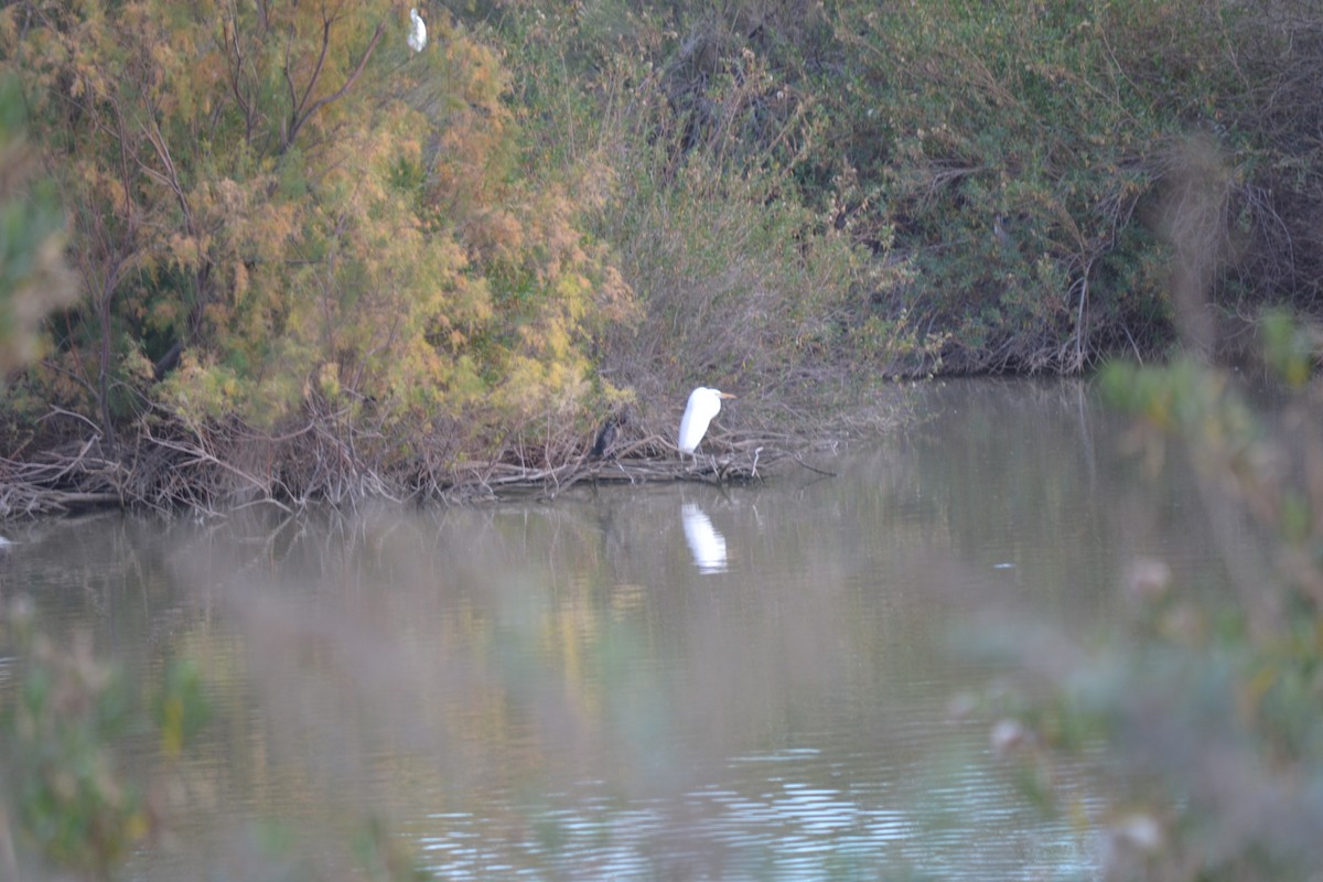 Great Egret - ML56105991