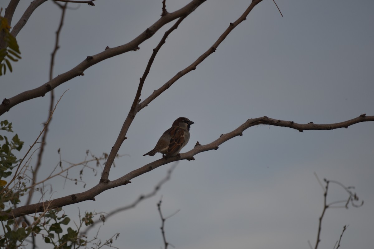 House Sparrow - ML56106211