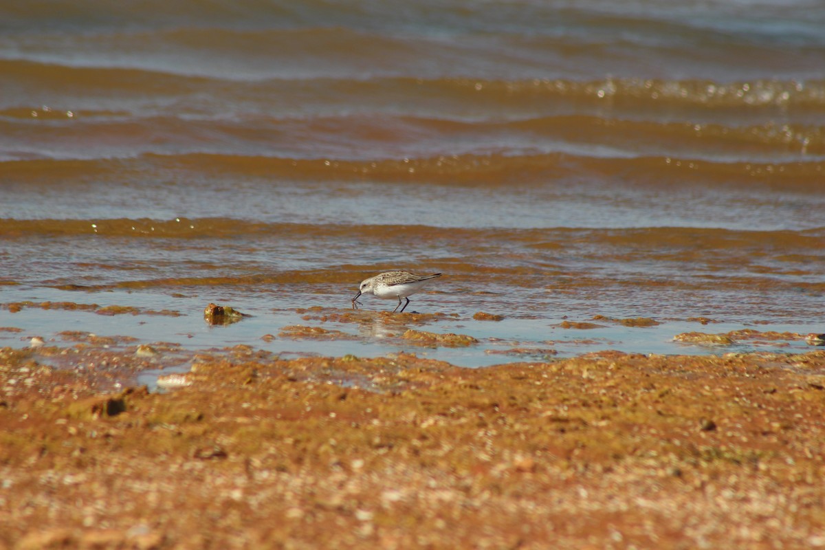 Western Sandpiper - ML561062451