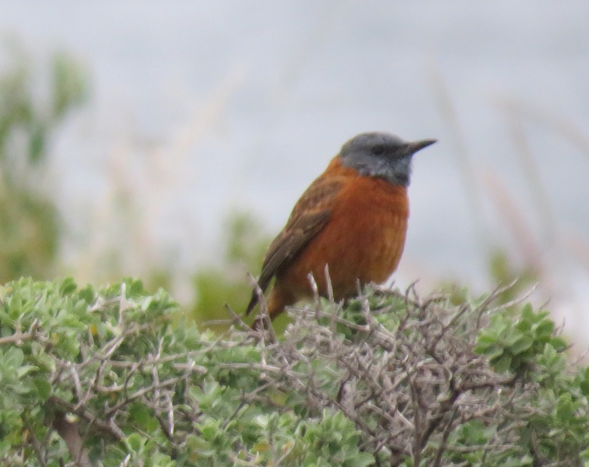 Cape Rock-Thrush - ML561062841