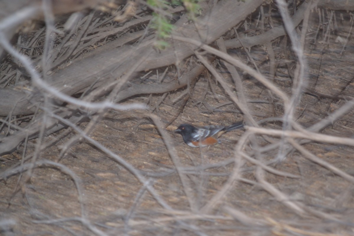 Spotted Towhee - ML56106291