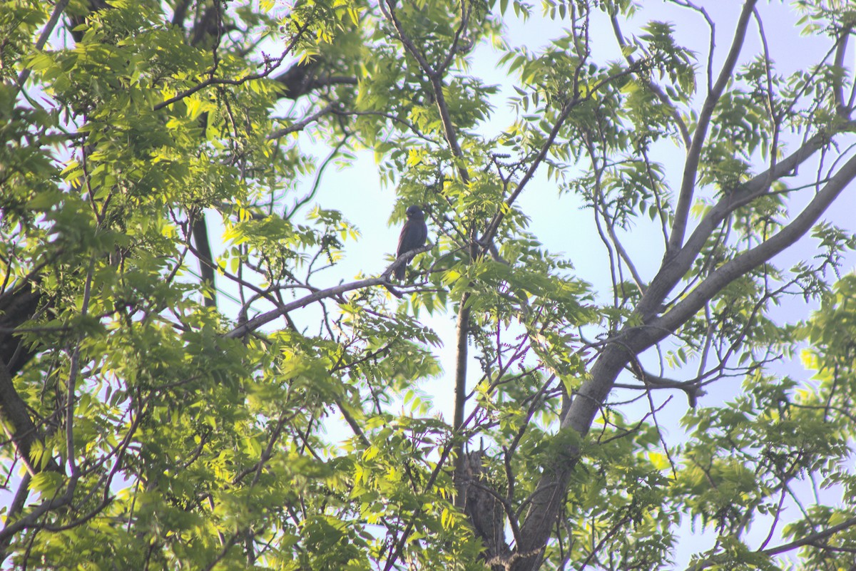 Blue Grosbeak - Jesse Pline, CWR