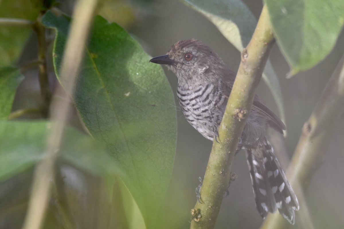 Rufous-capped Antshrike (Southern) - ML561064621