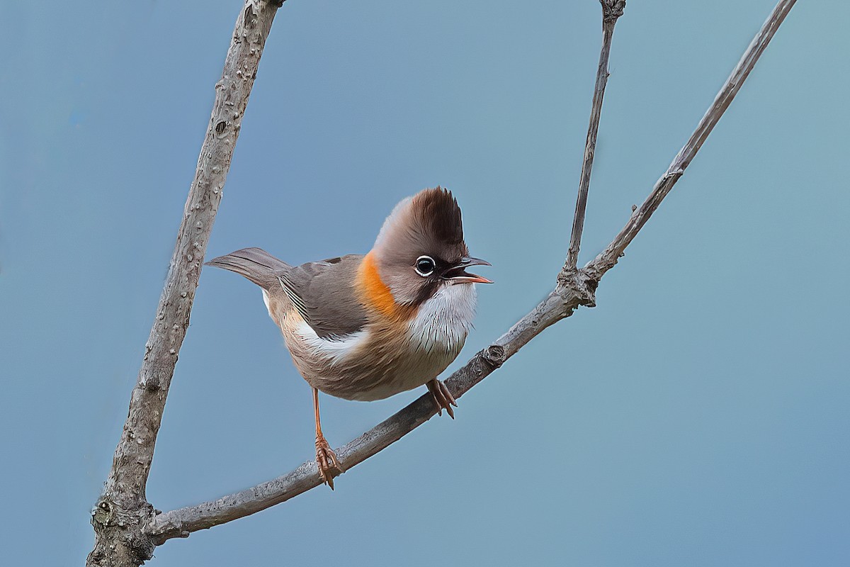 Yuhina à cou roux - ML561064861