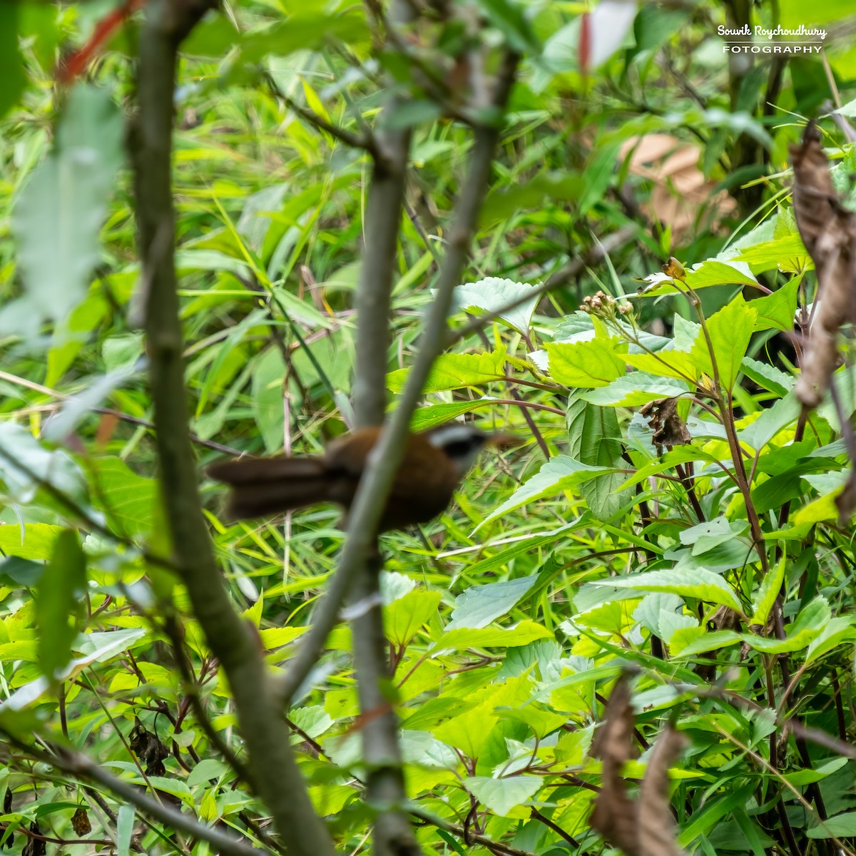 Streak-breasted Scimitar-Babbler - ML561065091