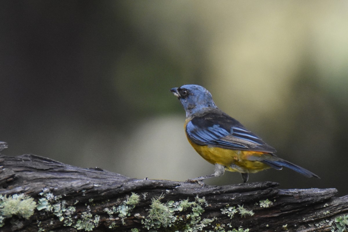 Blue-and-yellow Tanager (Blue-and-yellow) - ML561065121