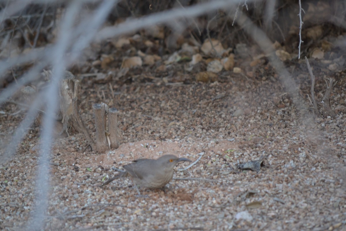 Curve-billed Thrasher - ML56106561