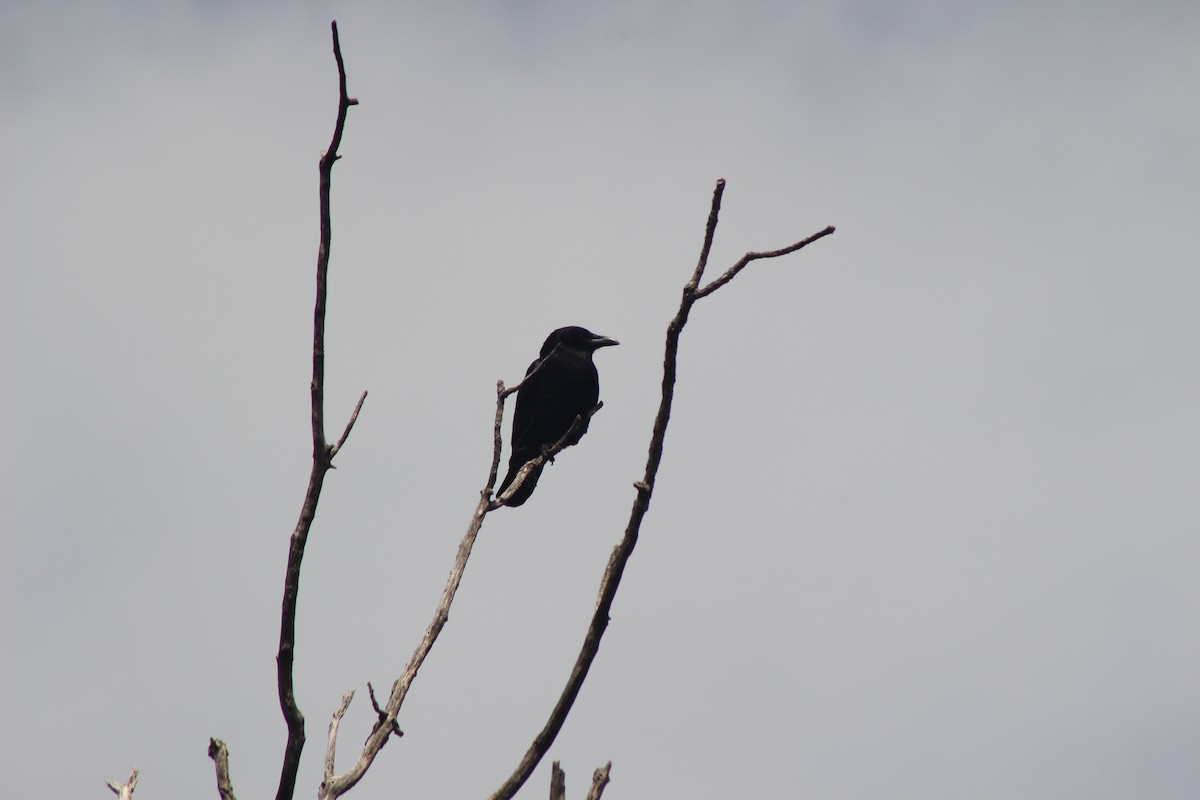 American Crow - ML561066601