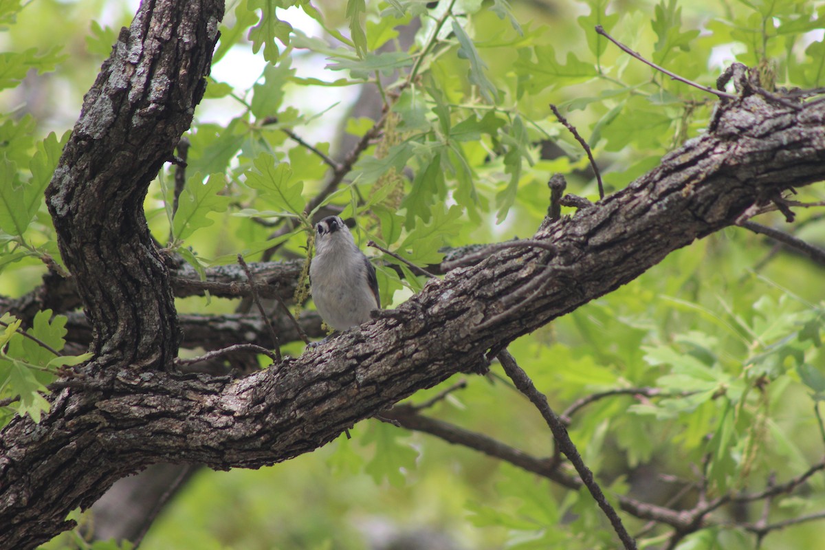 Tufted Titmouse - ML561066641