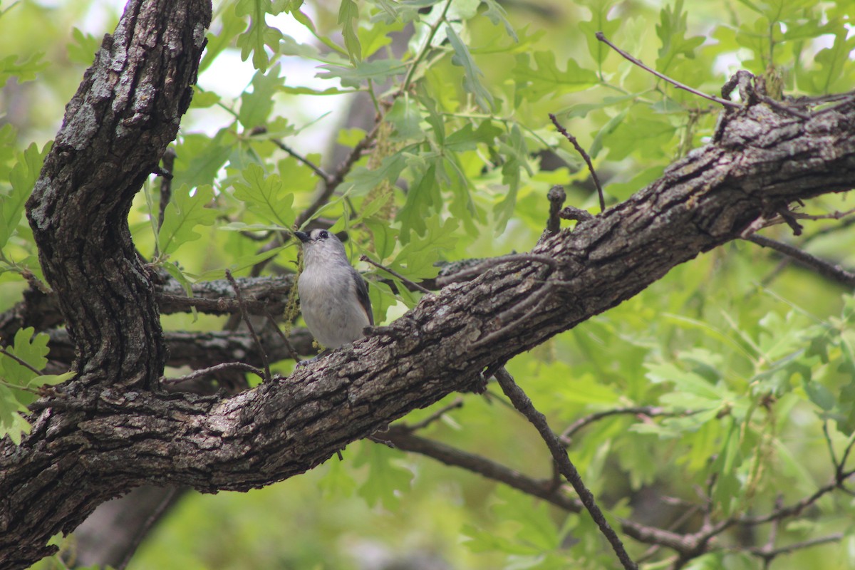 Tufted Titmouse - ML561066651