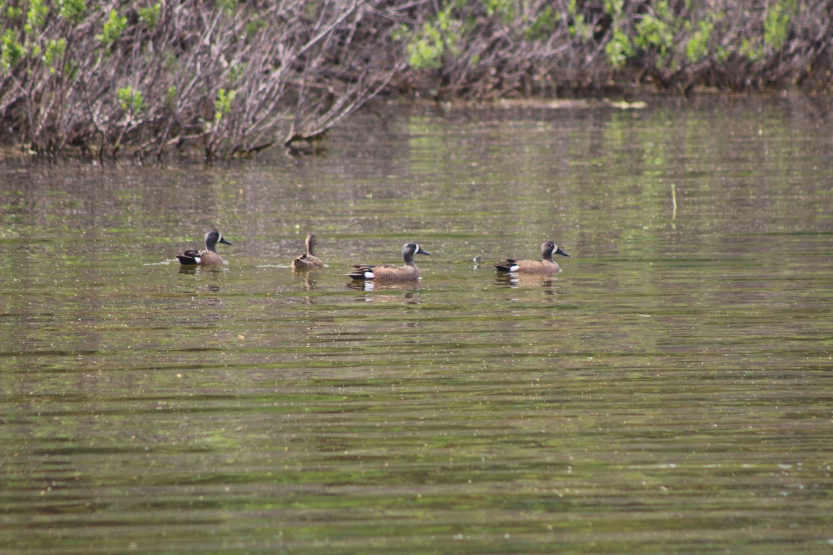 Blue-winged Teal - ML561066731