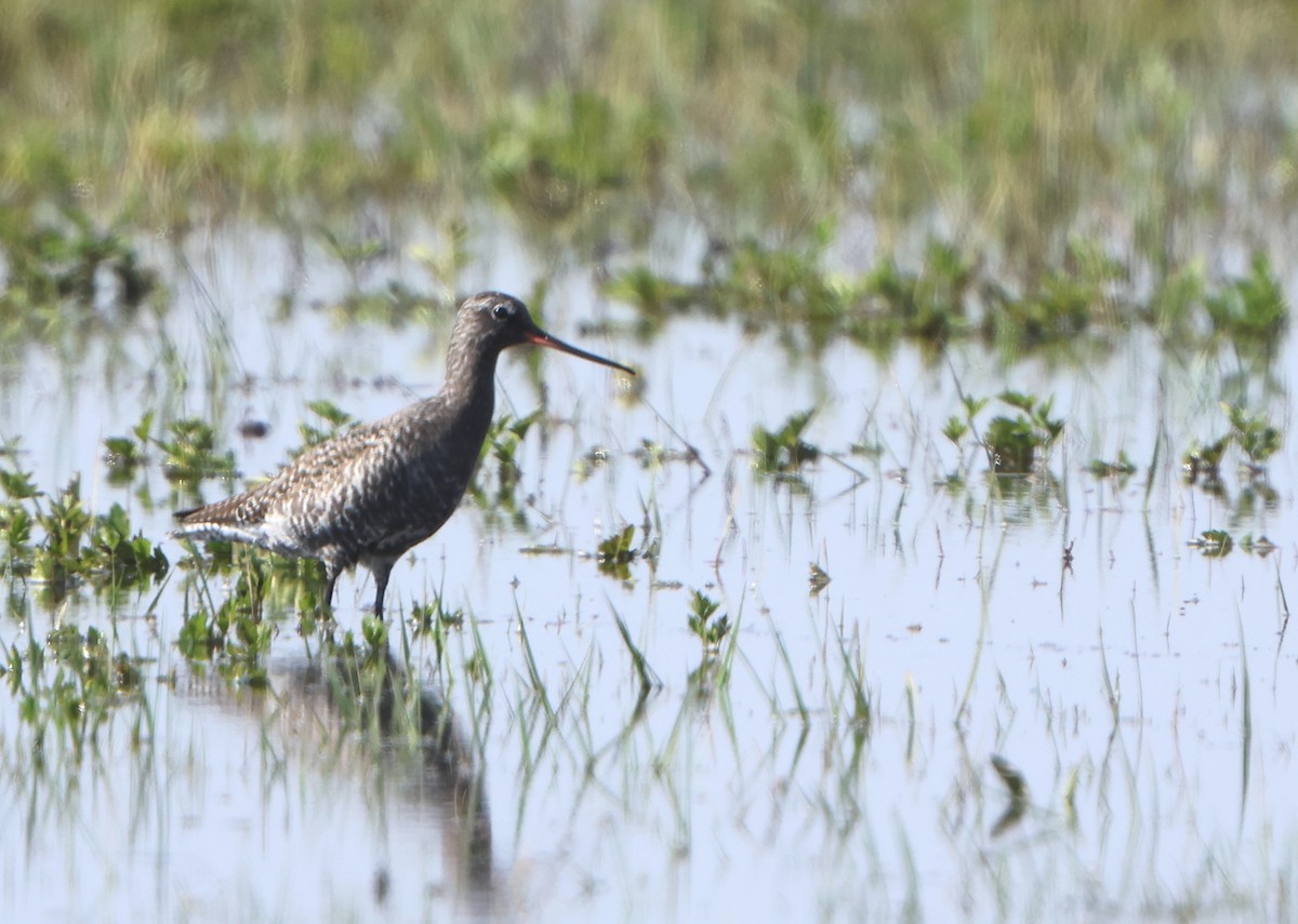 Spotted Redshank - ML561066741