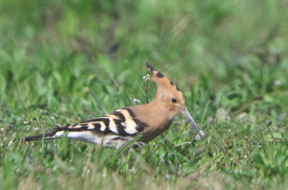 Eurasian Hoopoe - ML561066761