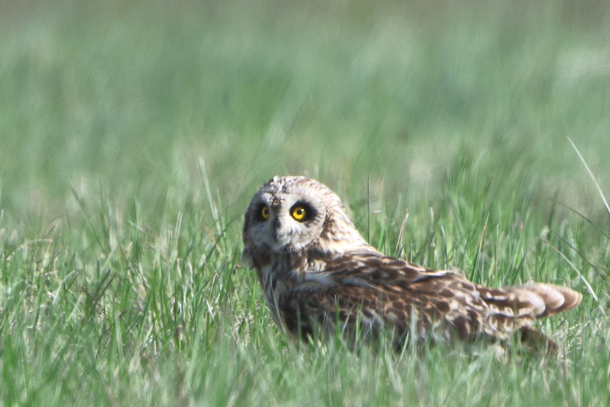 Short-eared Owl - ML561066781