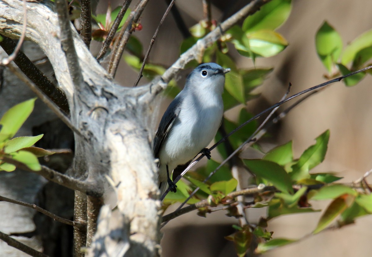 Gobemoucheron gris-bleu - ML561066791