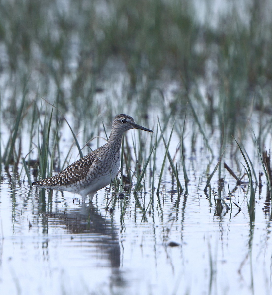 Wood Sandpiper - ML561066821