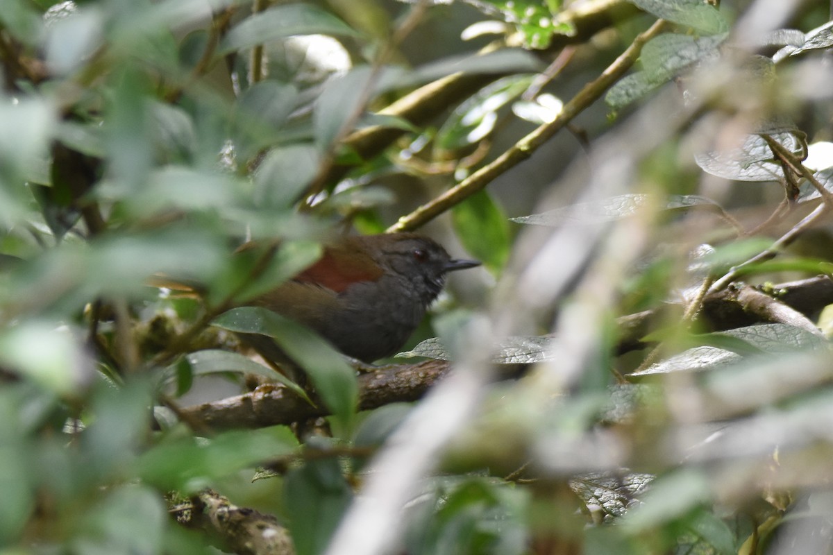 Gray-bellied Spinetail - ML561067151
