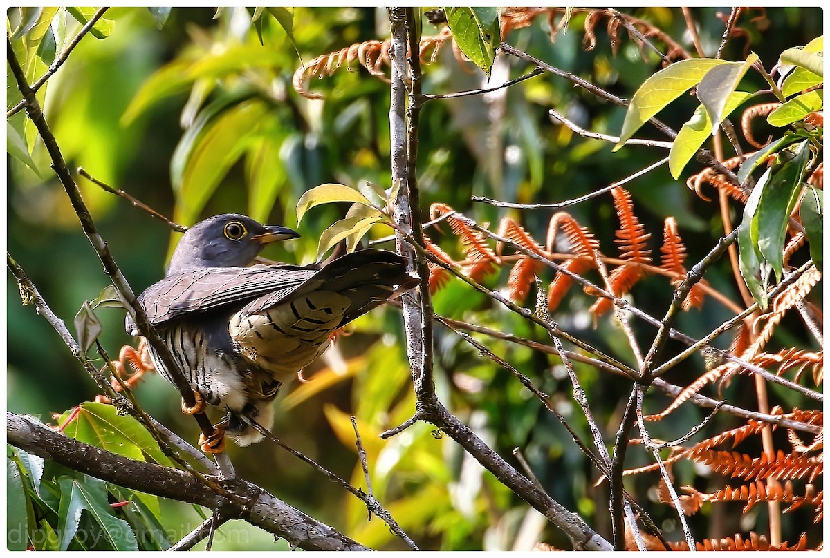 Himalayan Cuckoo - Diptesh Ghosh Roy
