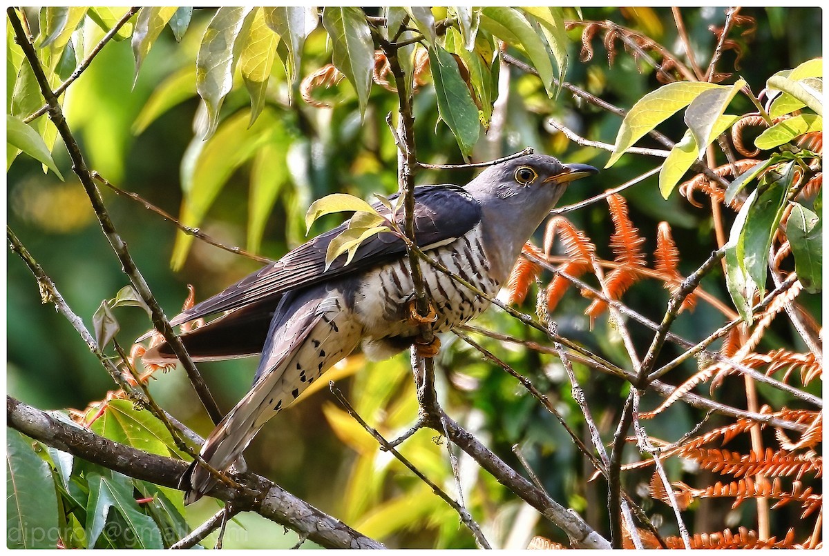 Himalayan Cuckoo - Diptesh Ghosh Roy