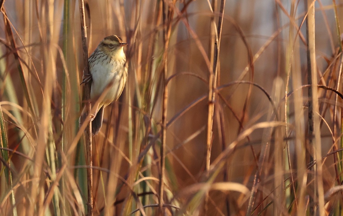 Aquatic Warbler - ML561068301