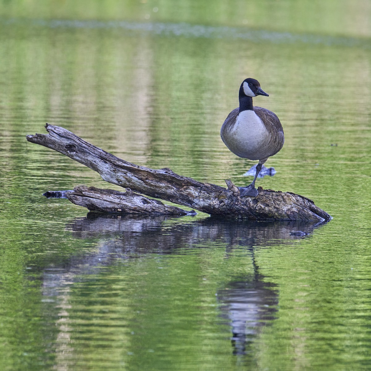 Canada Goose - Doug Hart