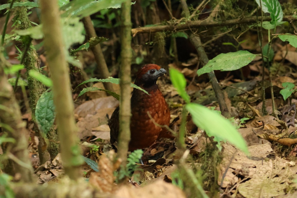 Black-eared Wood-Quail - Luis Barrantes Rodriguez