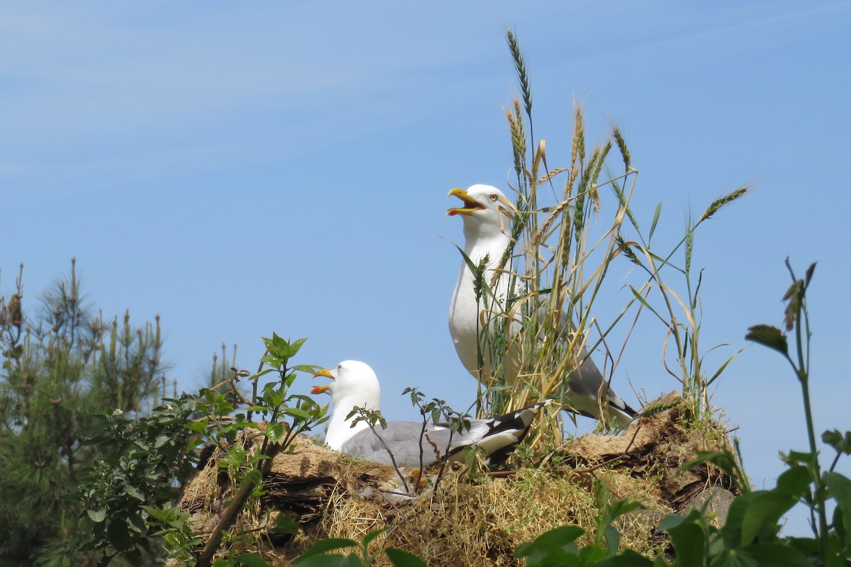 Yellow-legged Gull - ML561070101